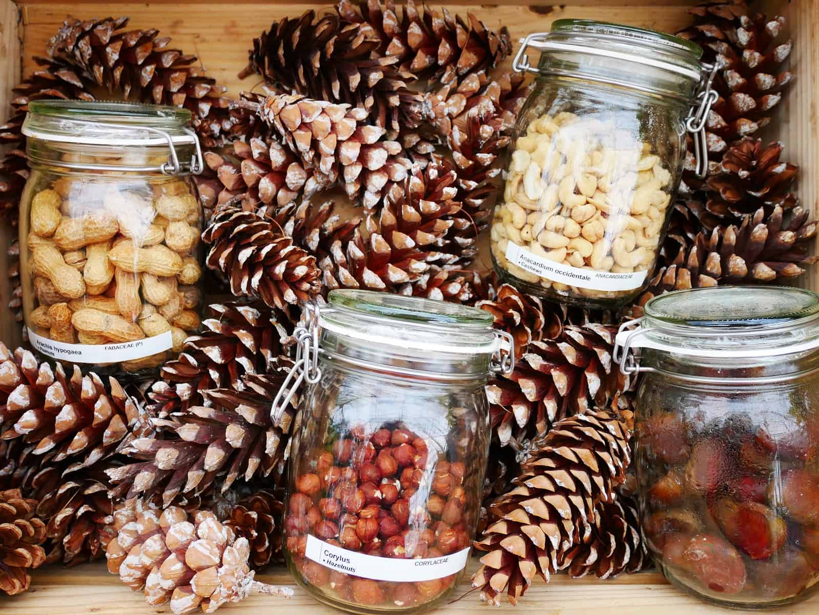 Christmas food storage containers